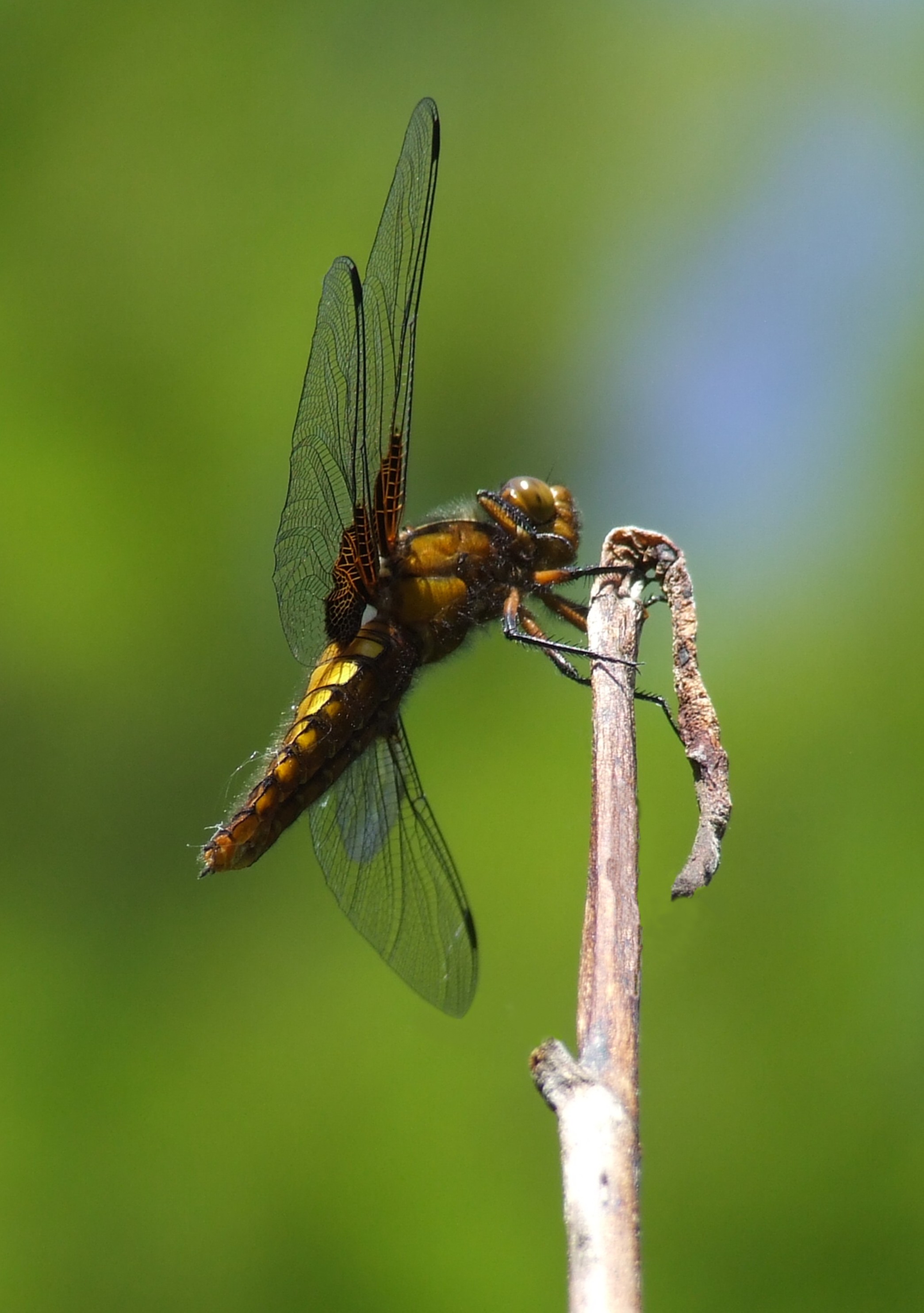 DRAGONFLY Bill Bagley Photography